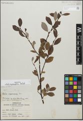 Foto von Salix myrsinifolia Salisb.